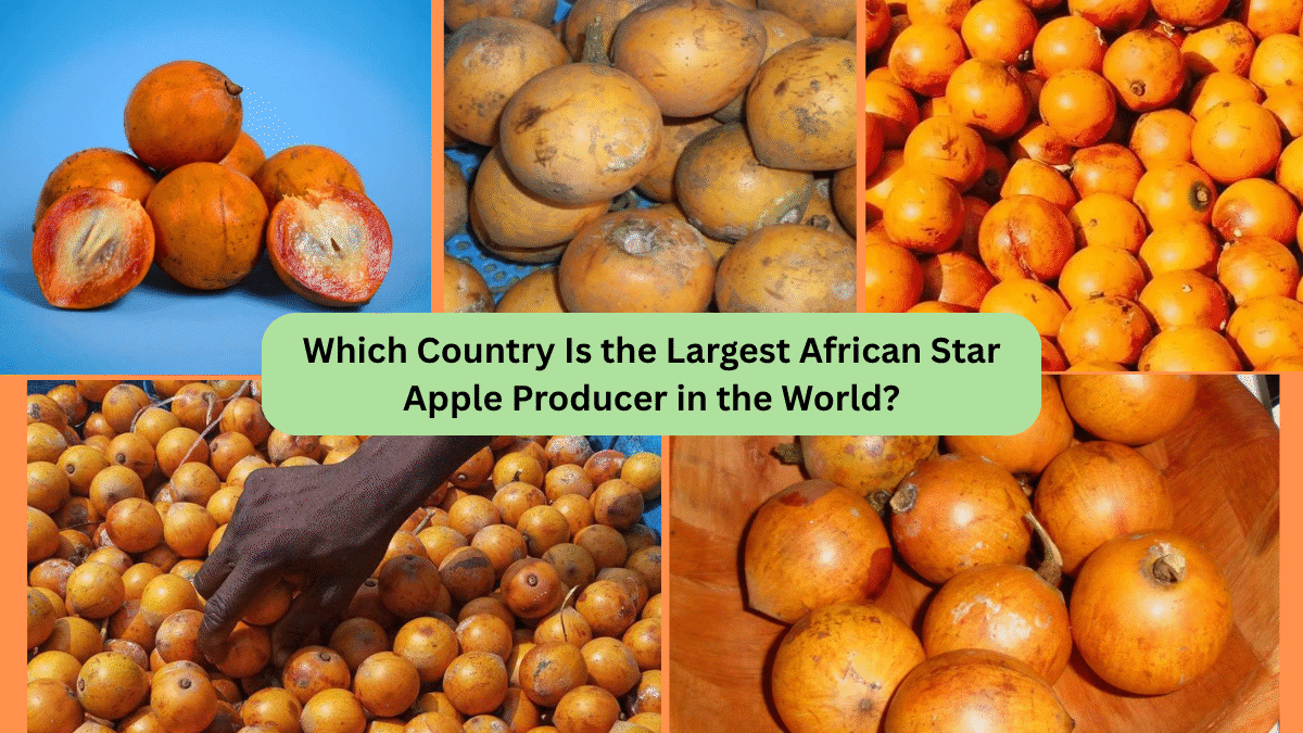 Which Country Is the Largest African Star Apple Producer in the World?
