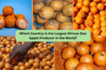 Which Country Is the Largest African Star Apple Producer in the World?