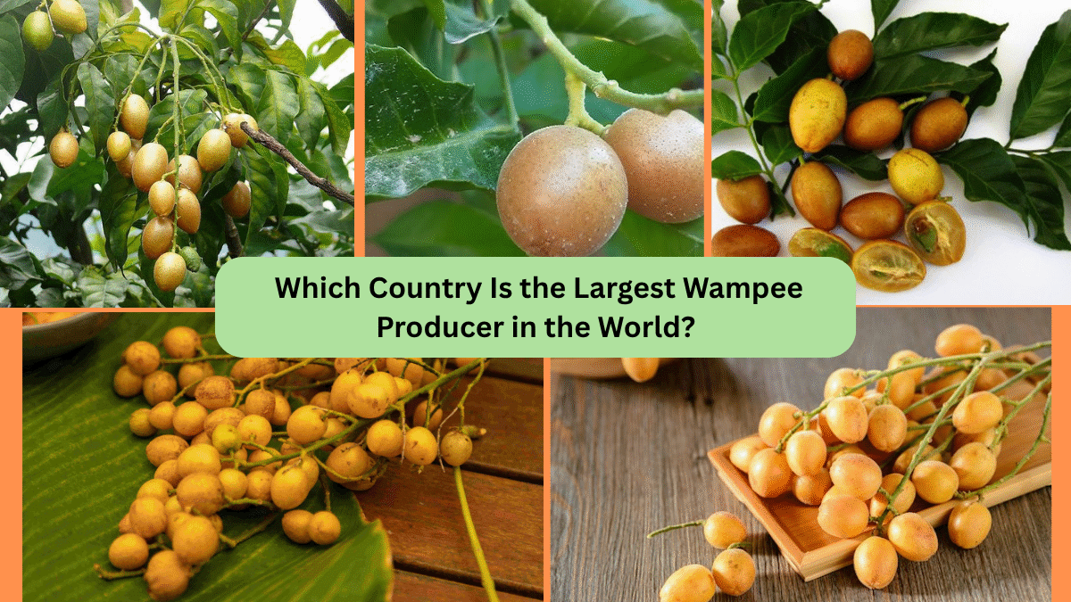 Which Country Is the Largest Wampee Producer in the World?