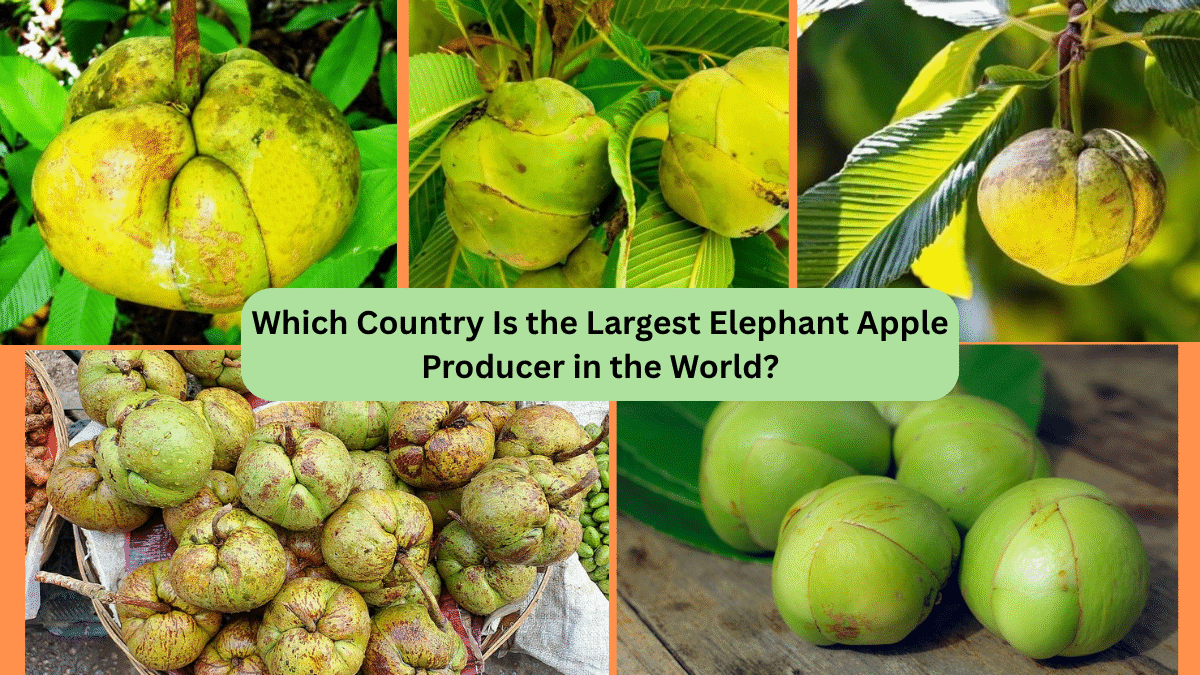 Which Country Is the Largest Elephant Apple Producer in the World?