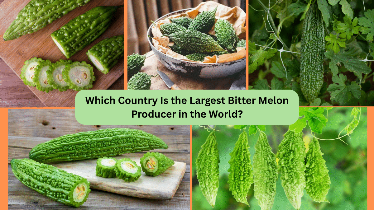 Which Country Is the Largest Bitter Melon Producer in the World?