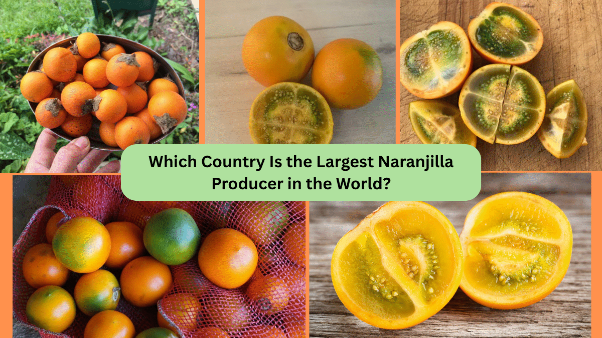 Which Country Is the Largest Naranjilla Producer in the World?