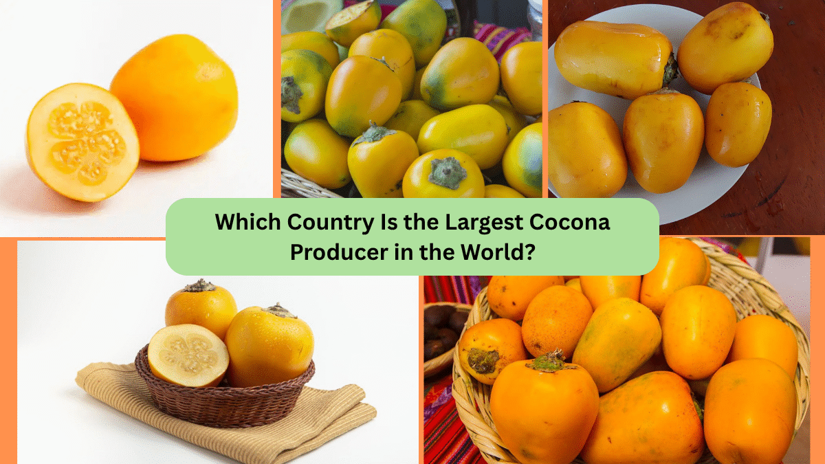 Which Country Is the Largest Cocona Producer in the World?
