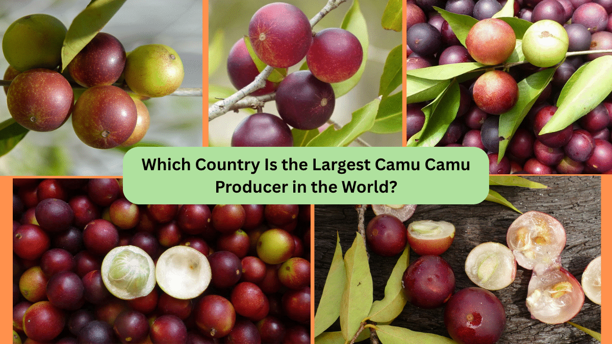 Which Country Is the Largest Camu Camu Producer in the World?
