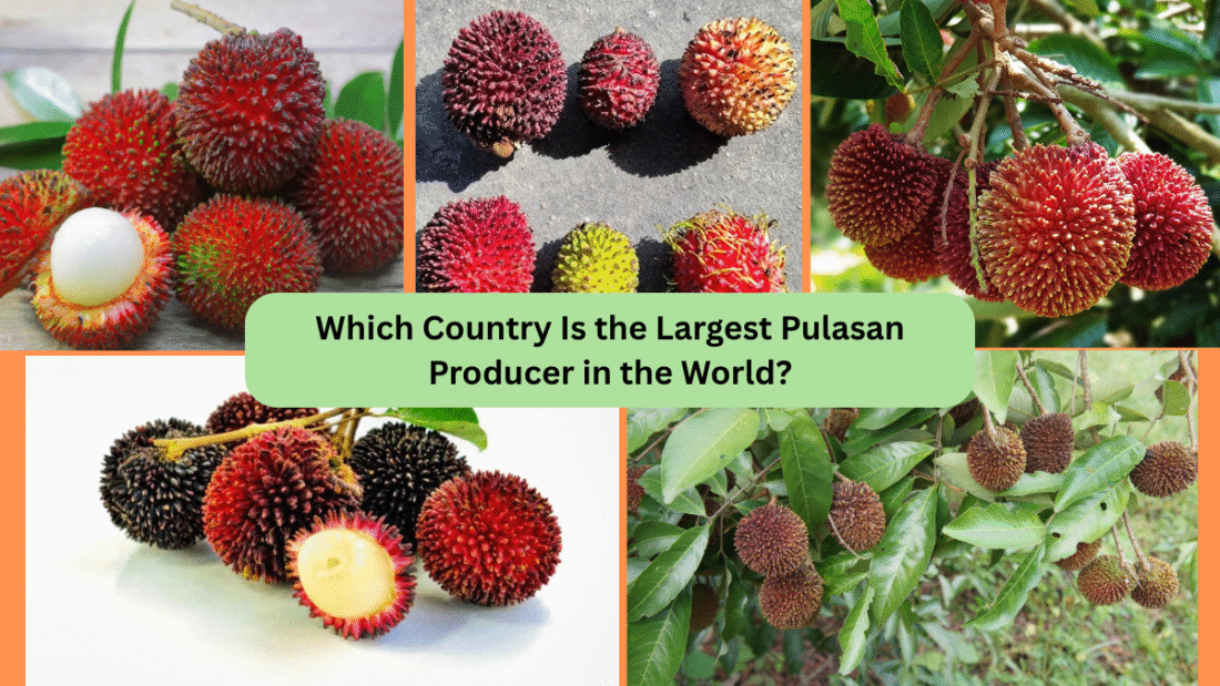 Which Country Is the Largest Pulasan Producer in the World?