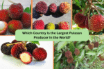 Which Country Is the Largest Pulasan Producer in the World?