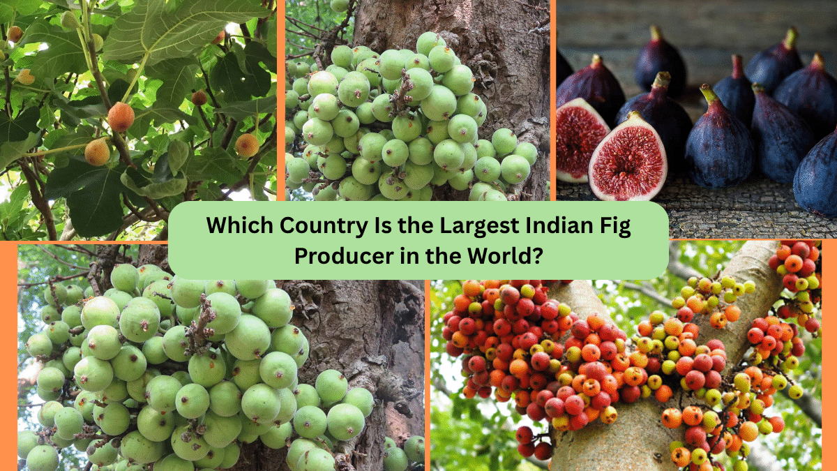 Which Country Is the Largest Indian Fig Producer in the World?