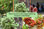 Which Country Is the Largest Indian Fig Producer in the World?