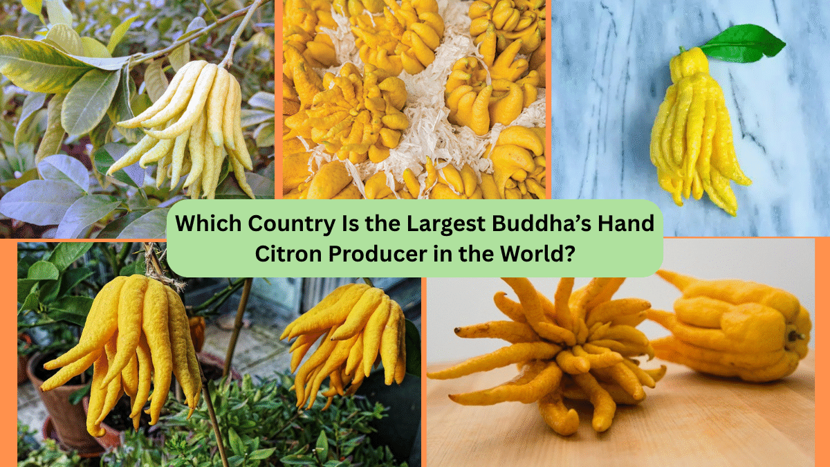 Which Country Is the Largest Buddha’s Hand Citron Producer in the World?