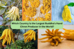 Which Country Is the Largest Buddha’s Hand Citron Producer in the World?