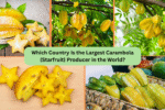 Which Country Is the Largest Carambola (Starfruit) Producer in the World?