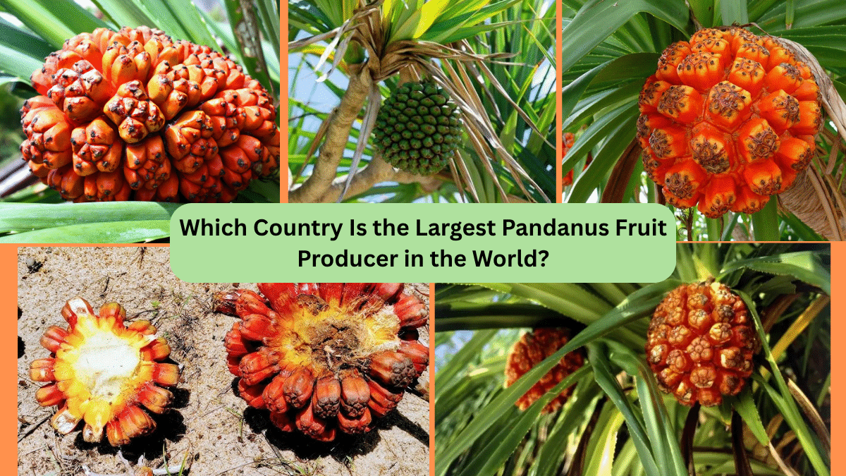 Which Country Is the Largest Pandanus Fruit Producer in the World?