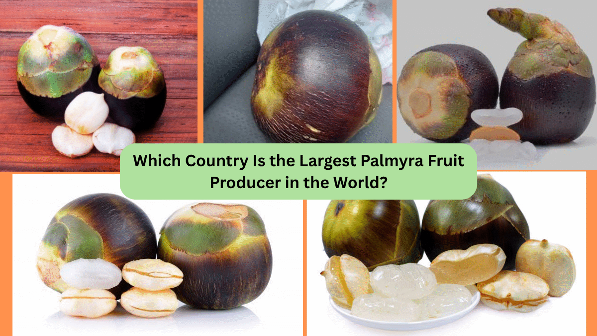 Which Country Is the Largest Palmyra Fruit Producer in the World?