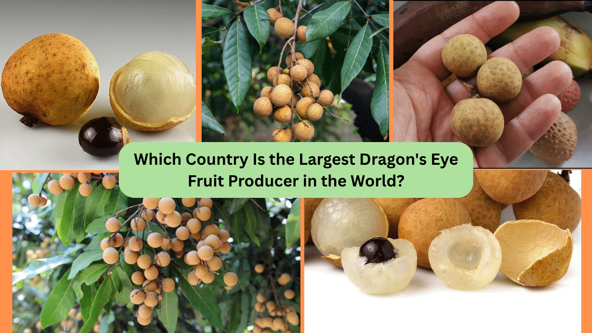 Which Country Is the Largest Dragon's Eye Fruit Producer in the World?