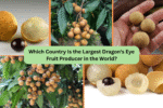 Which Country Is the Largest Dragon's Eye Fruit Producer in the World?