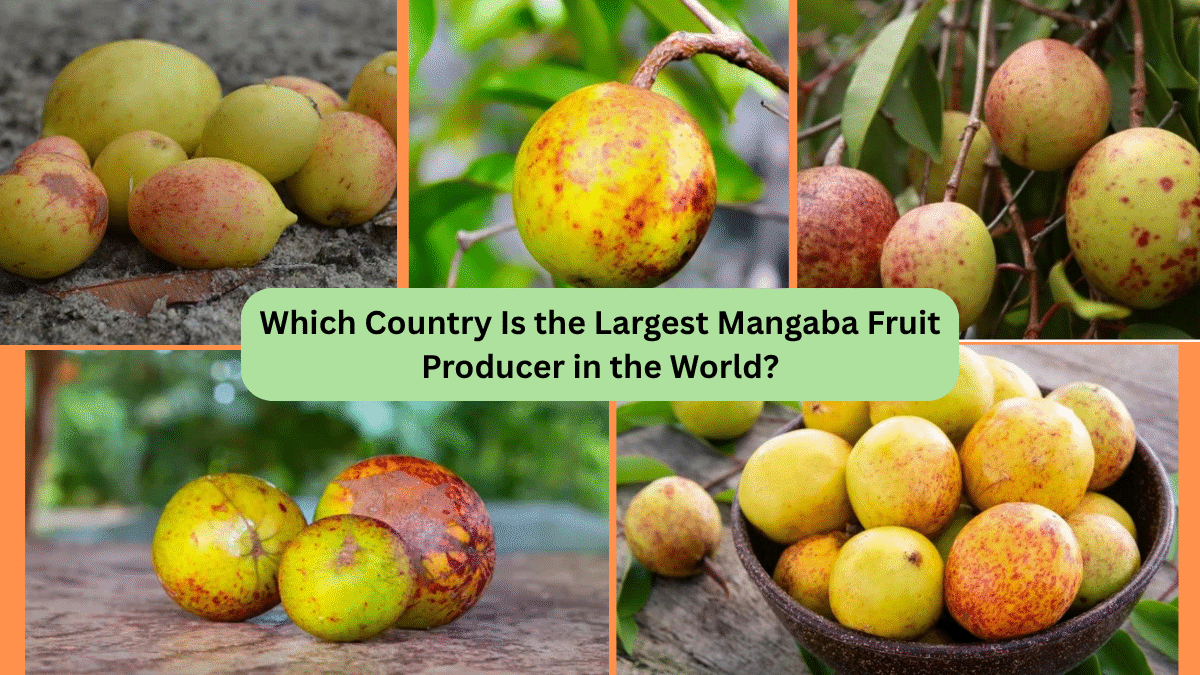 Which Country Is the Largest Mangaba Fruit Producer in the World?