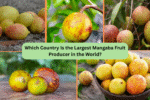 Which Country Is the Largest Mangaba Fruit Producer in the World?