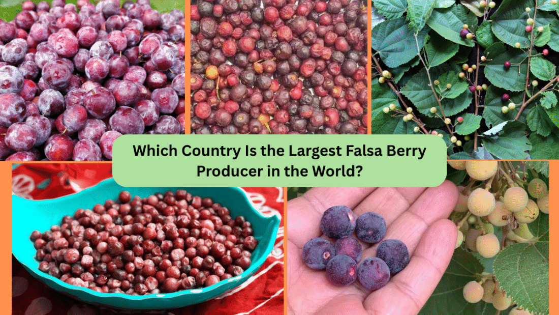 Which Country Is the Largest Falsa Berry Producer in the World?