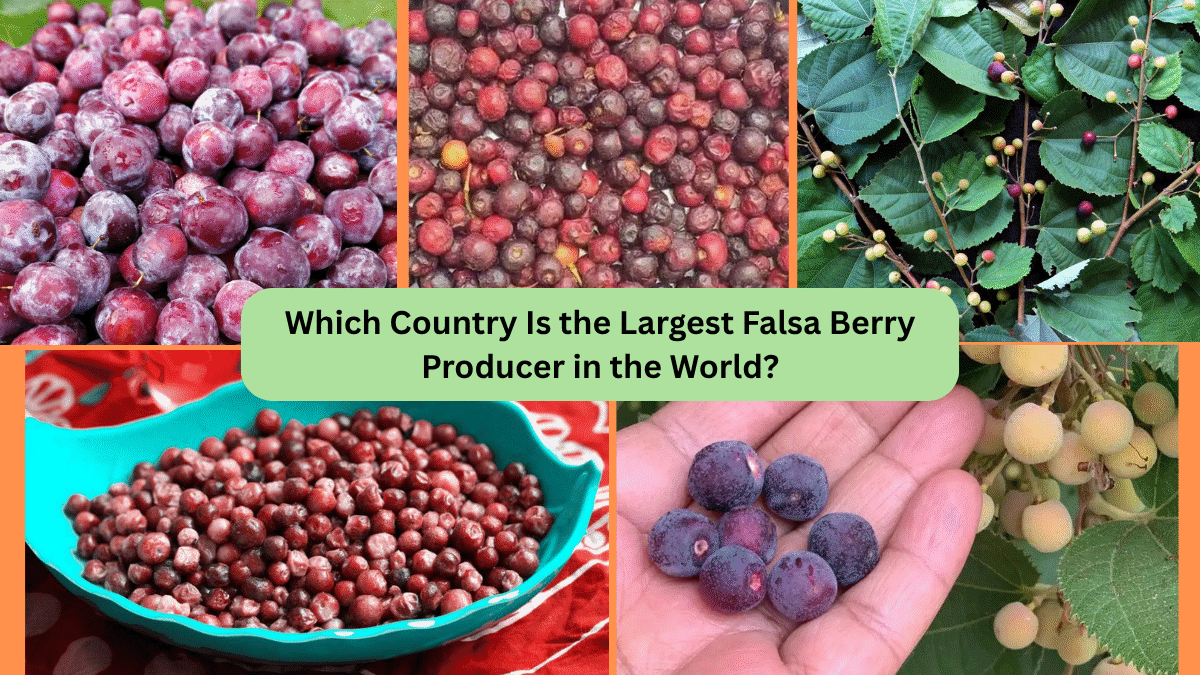 Which Country Is the Largest Falsa Berry Producer in the World?
