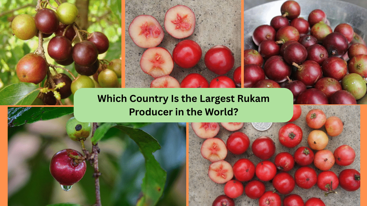 Which Country Is the Largest Rukam Producer in the World?