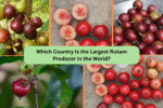 Which Country Is the Largest Rukam Producer in the World?