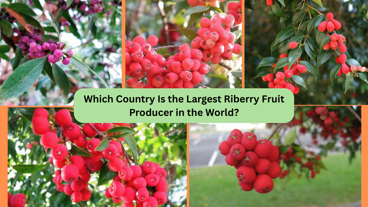 Which Country Is the Largest Riberry Fruit Producer in the World?
