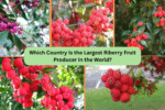 Which Country Is the Largest Riberry Fruit Producer in the World?