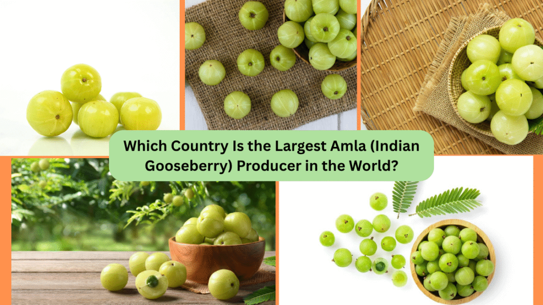 Which Country Is the Largest Amla (Indian Gooseberry) Producer in the World?