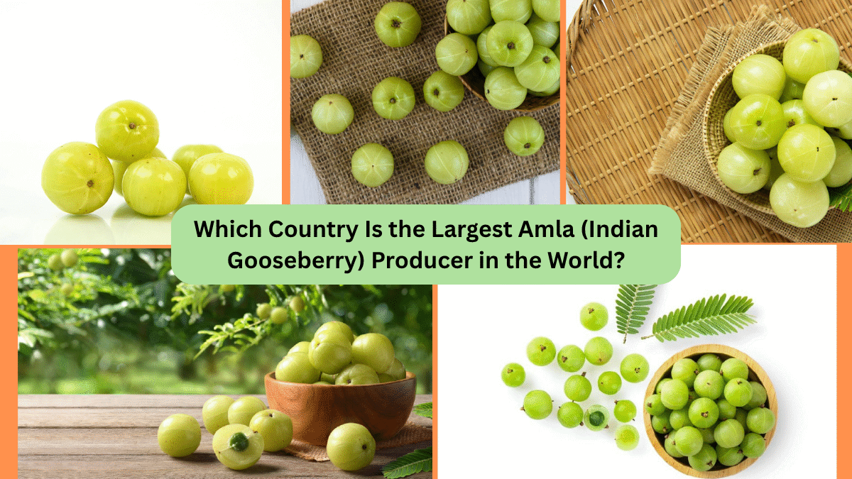 Which Country Is the Largest Amla (Indian Gooseberry) Producer in the World?
