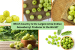 Which Country Is the Largest Amla (Indian Gooseberry) Producer in the World?