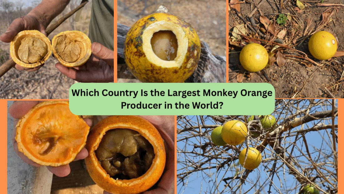 Which Country Is the Largest Monkey Orange Producer in the World?