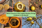 Which Country Is the Largest Monkey Orange Producer in the World?