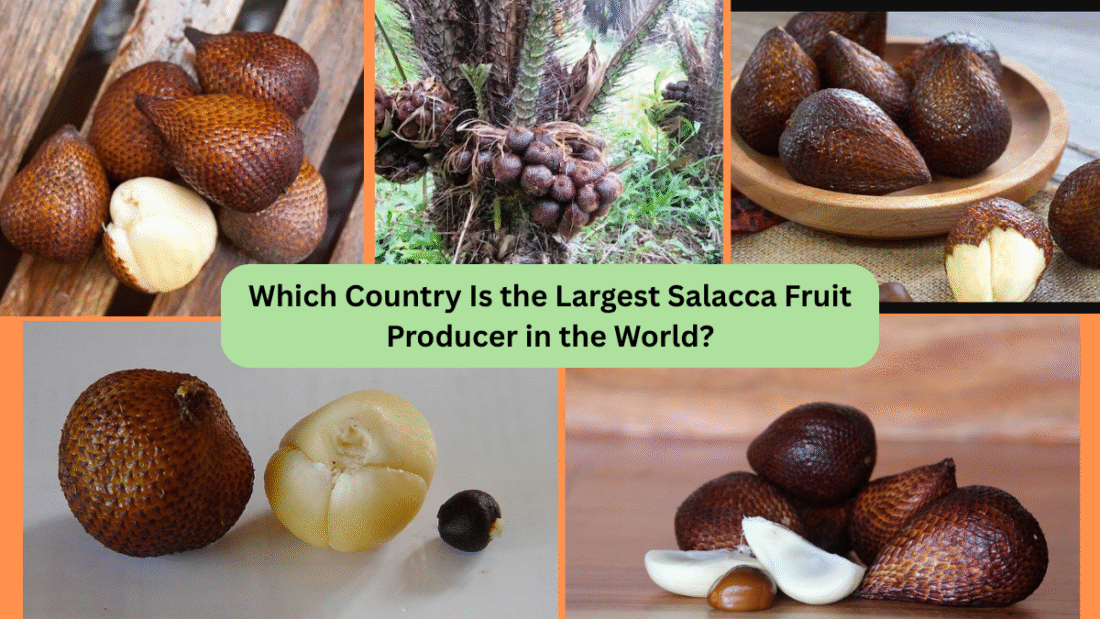 Which Country Is the Largest Salacca Fruit Producer in the World?