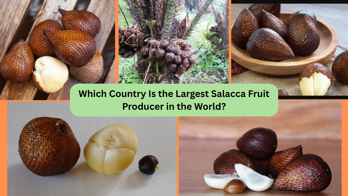 Which Country Is the Largest Salacca Fruit Producer in the World?