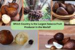 Which Country Is the Largest Salacca Fruit Producer in the World?