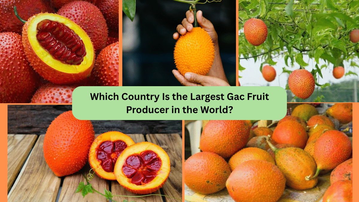 Which Country Is the Largest Gac Fruit Producer in the World?