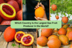Which Country Is the Largest Gac Fruit Producer in the World?