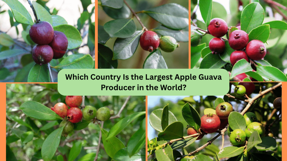 Which Country Is the Largest Apple Guava Producer in the World?