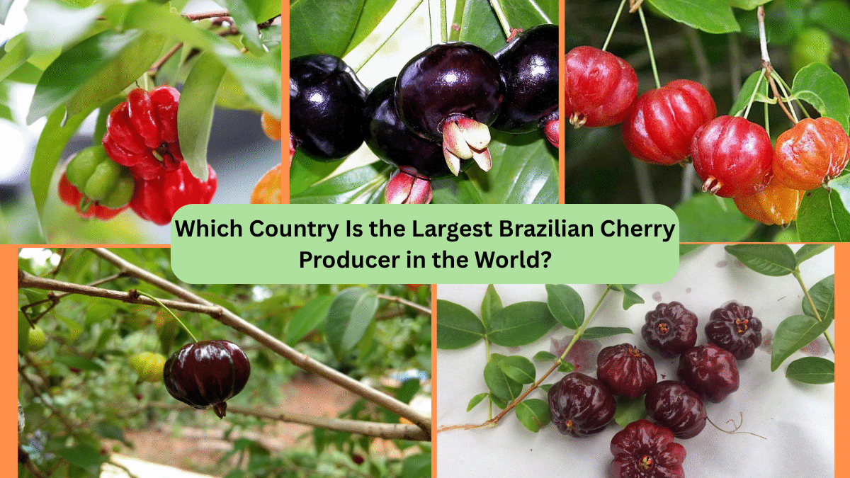 Which Country Is the Largest Brazilian Cherry Producer in the World?