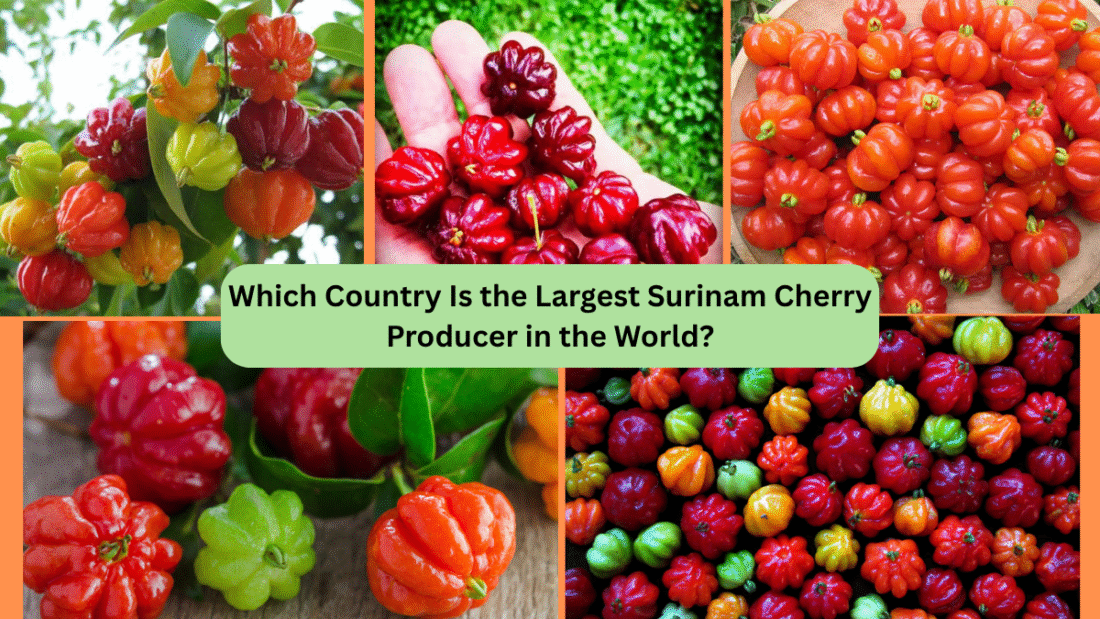 Which Country Is the Largest Surinam Cherry Producer in the World?