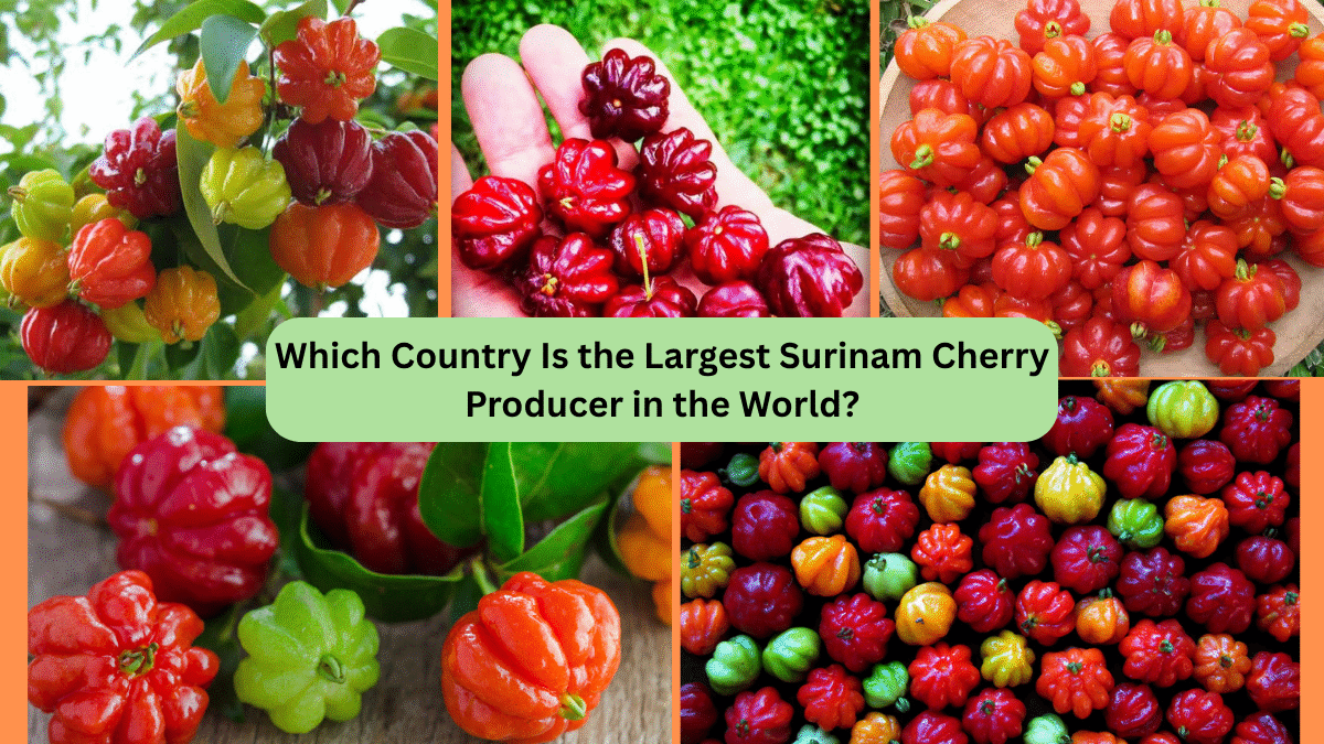 Which Country Is the Largest Surinam Cherry Producer in the World?