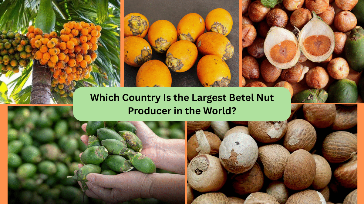 Which Country Is the Largest Betel Nut Producer in the World?