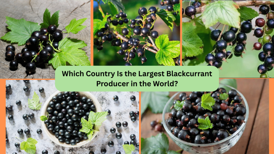 Which Country Is the Largest Blackcurrant Producer in the World?