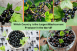Which Country Is the Largest Blackcurrant Producer in the World?