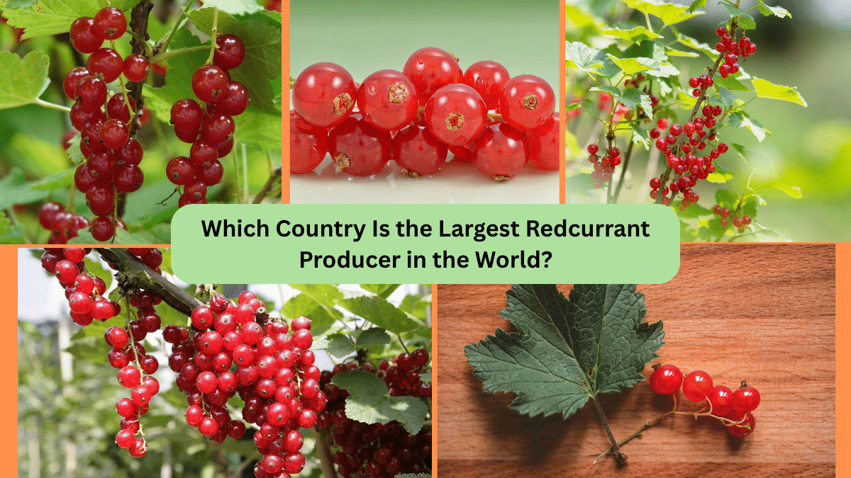 Which Country Is the Largest Redcurrant Producer in the World?