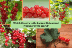 Which Country Is the Largest Redcurrant Producer in the World?