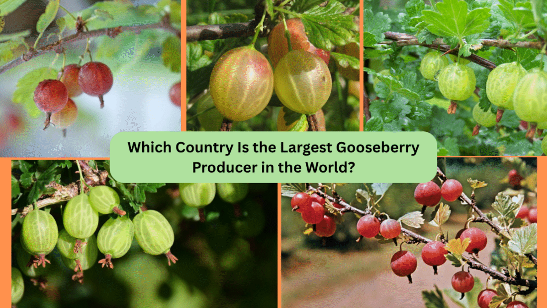 Which Country Is the Largest Gooseberry Producer in the World?