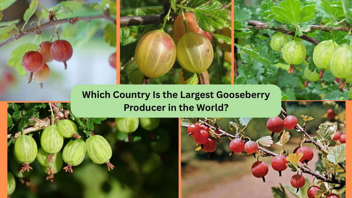 Which Country Is the Largest Gooseberry Producer in the World?