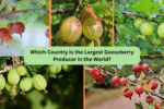 Which Country Is the Largest Gooseberry Producer in the World?