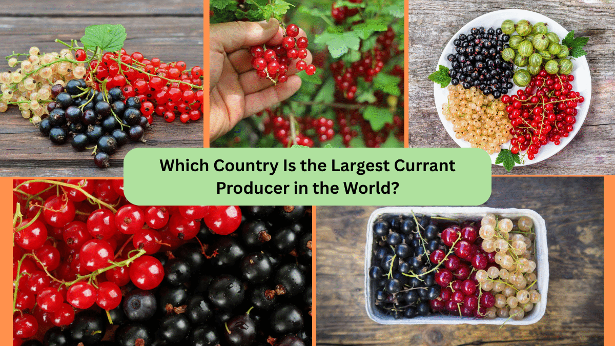 Which Country Is the Largest Currant Producer in the World?